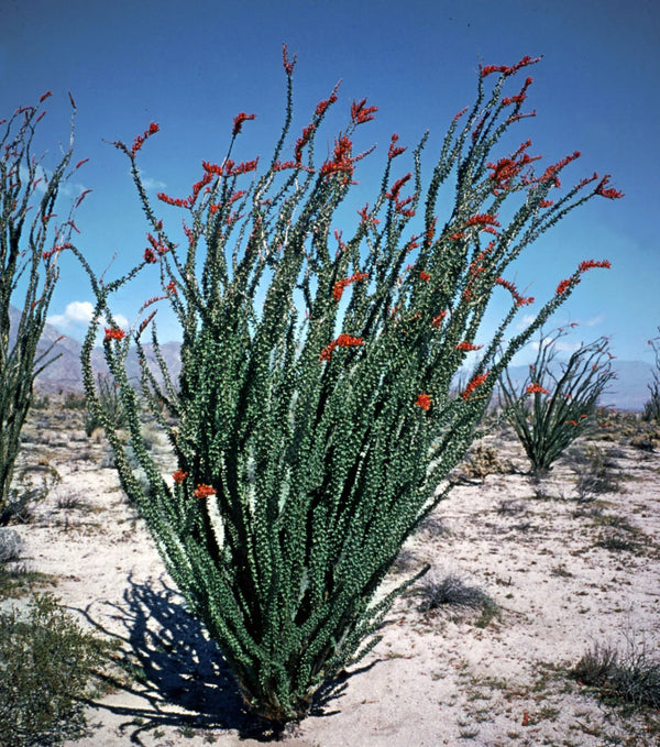 Ocotillo Cactus Flower Essence *NEW*