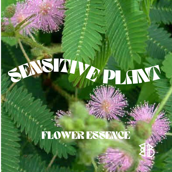 Sensitive Plant Flower Essence *NEW*