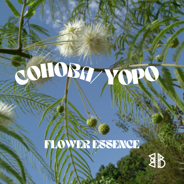 Cohoba / Yopo Mimosa Flower Essence *NEW*