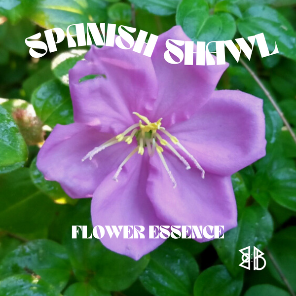 Spanish Shawl Flower Essence *NEW*
