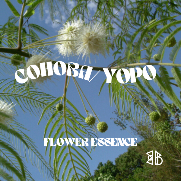 Cohoba / Yopo Mimosa Flower Essence