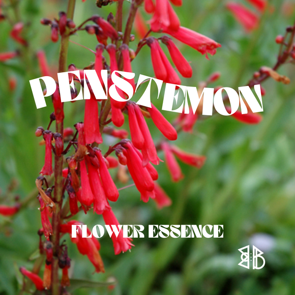 Penstemon Flower Essence *NEW*