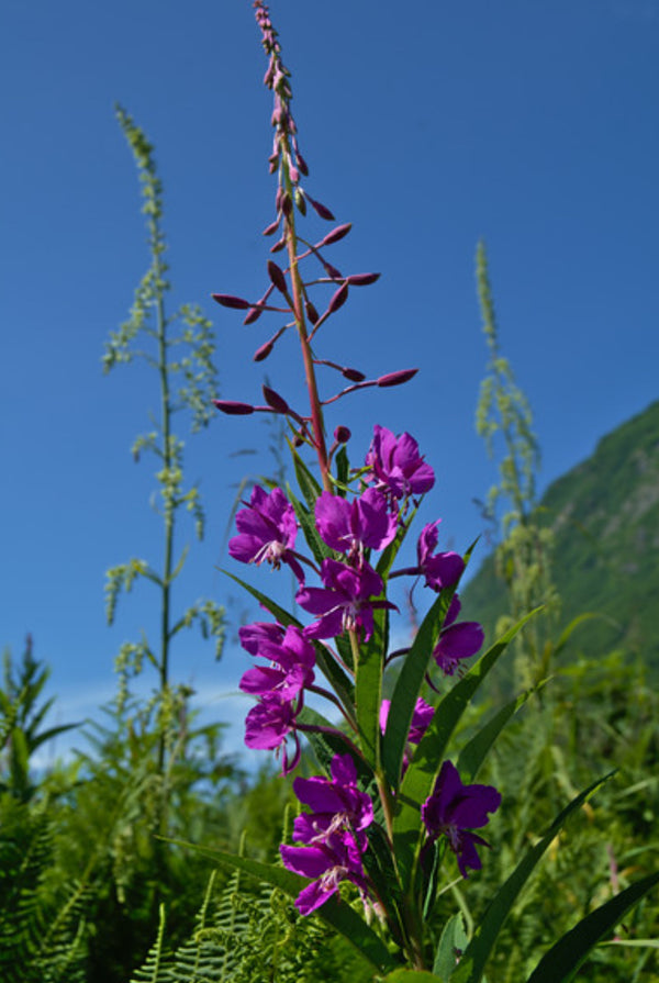 Fireweed Flower Essence