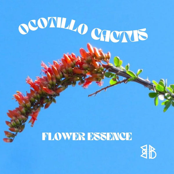 Ocotillo Cactus Flower Essence